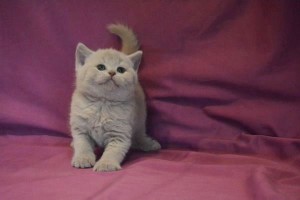 Flash Noble Birth Фото лилового британского котенка, лиловый британец  